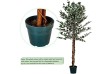 PLANTASIA Umělý strom fíkus, 160 cm