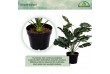 PLANTASIA Umělá rostlina monstera, 60 cm